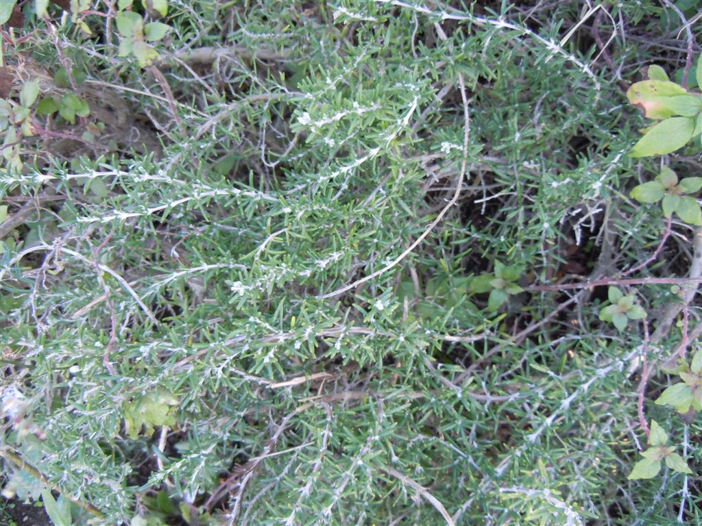 Lago D''Averno - Rosmarinus officinalis